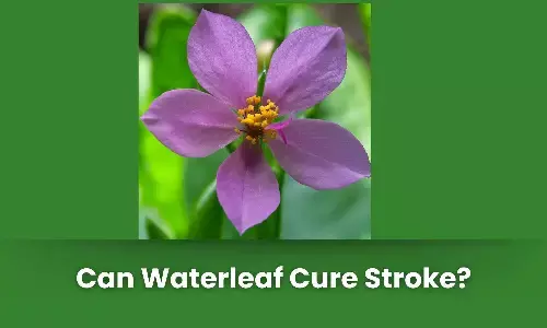 Fact Check: Can water leaf cure Stroke? Fact Check: Can water leaf cure Stroke?