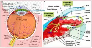 Intensive glaucoma treatment may not affect visual field outcomes in patients with lower baseline high IOP: Study