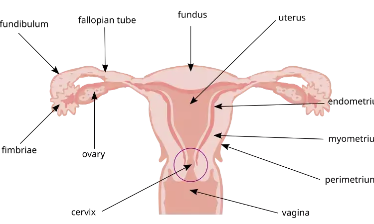 Cervical ripening using dinoprostone may lead to vaginal delivery in small gestational age pregnancies: Study