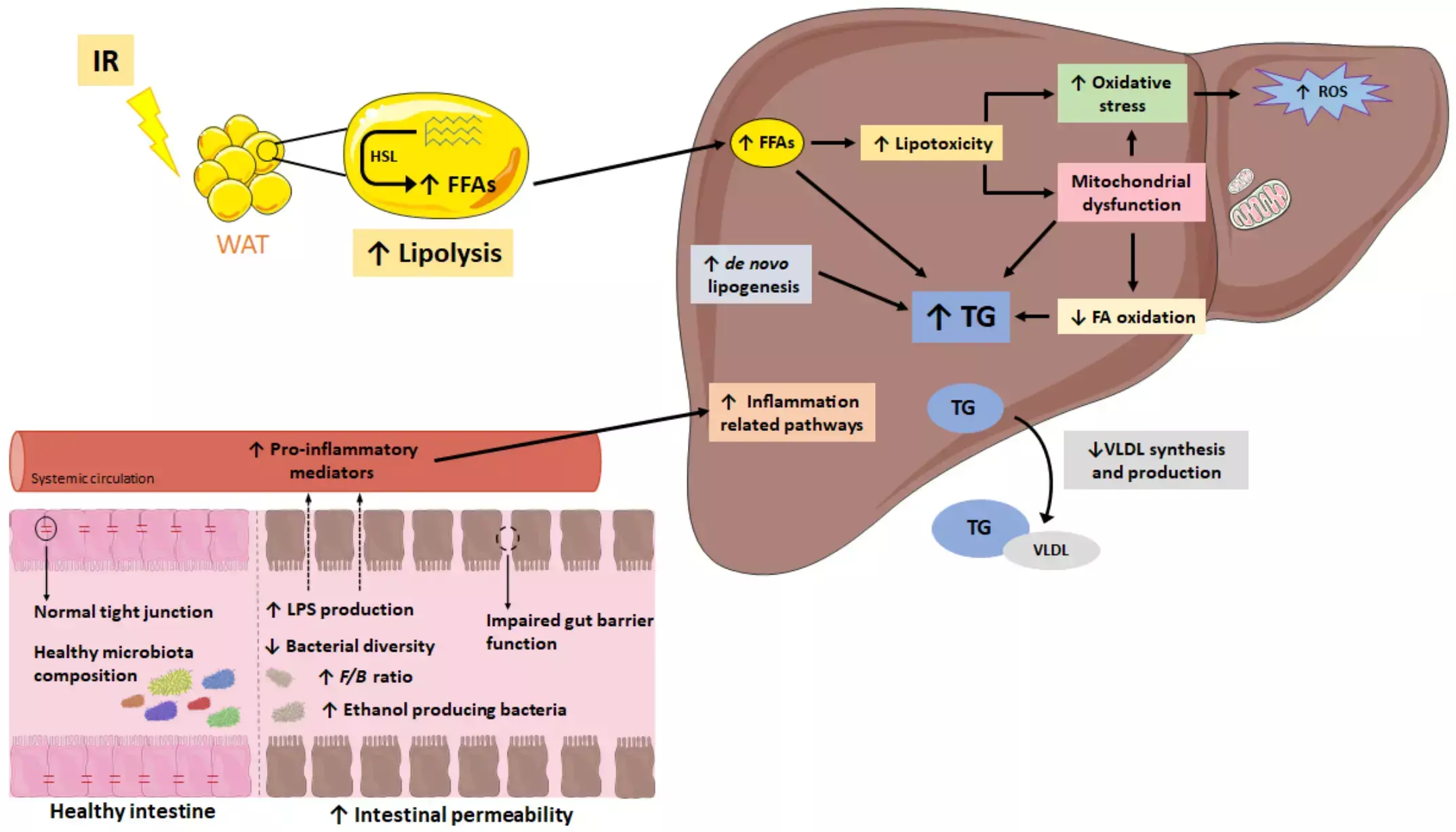 Probiotics combined with exercise significantly improve liver enzymes, lipid profile and insulin resistance in NAFLD patients: Study