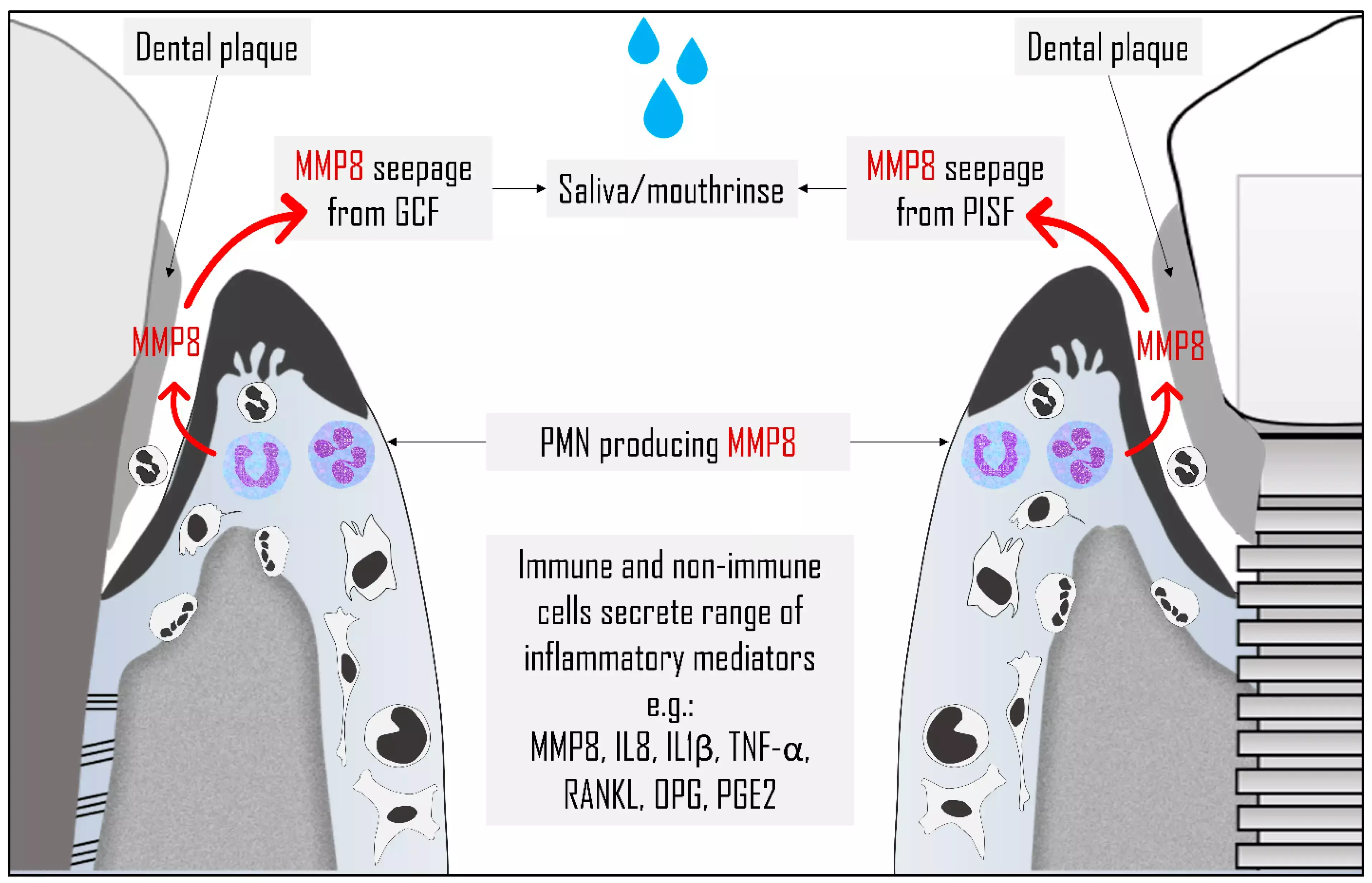 High IL-8 in gingival crevicular fluid and total oral fluid predicts responsiveness of steps 1 and 2 of Orthodontic therapy: Study