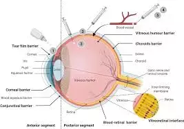 Initiation of IOP reduction therapy fails to improve Visual field status in glaucoma patients: Study