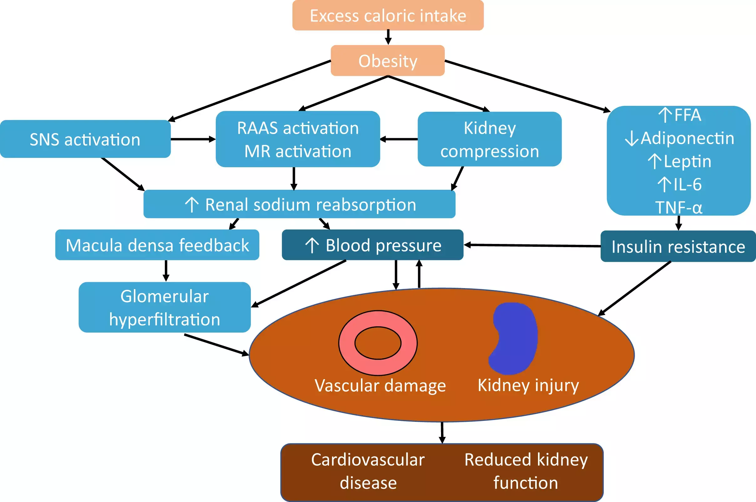 Riboflavin intake potential beneficial role in CKD patients, indicates study