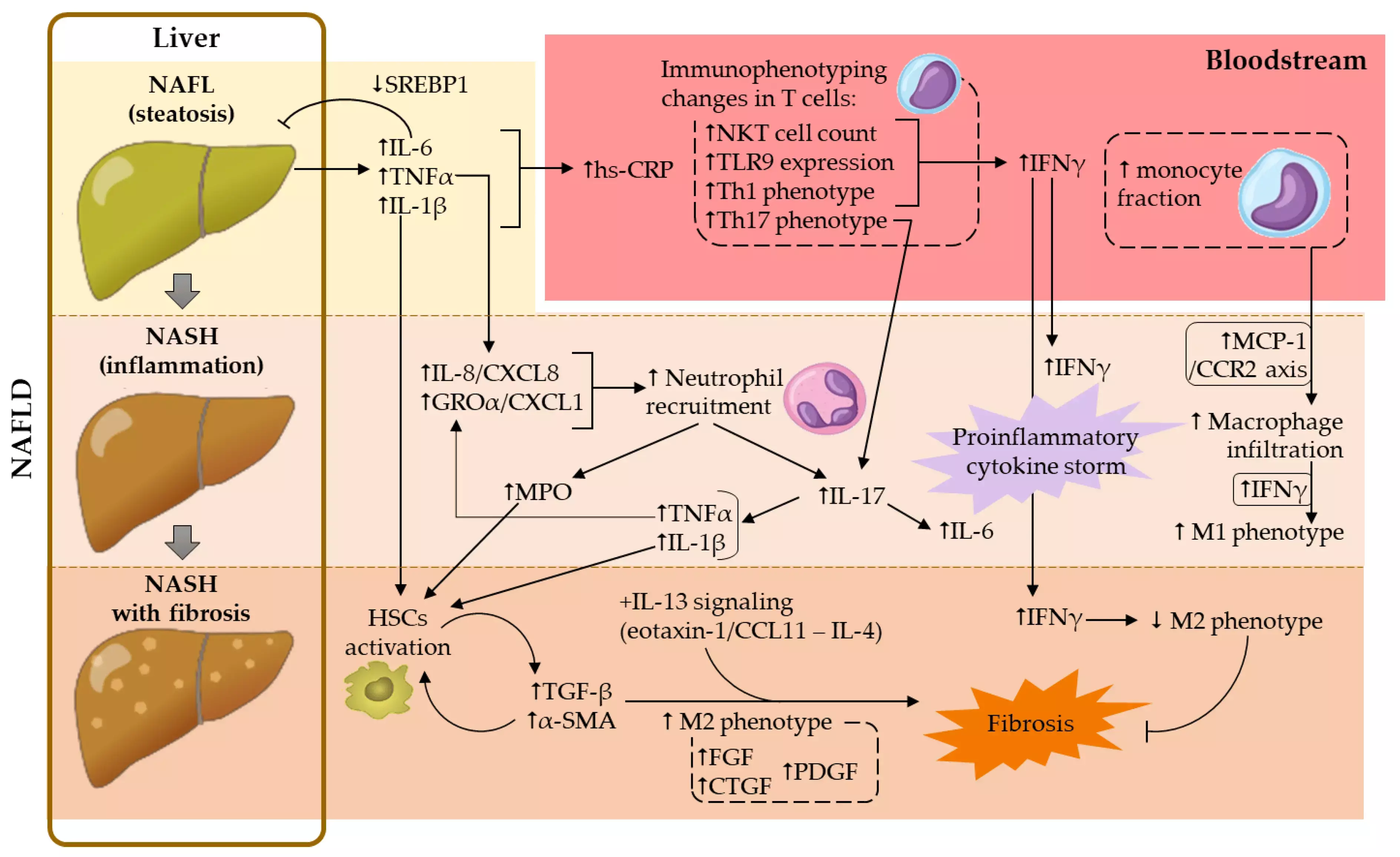 Glycated haemoglobin may predict disease severity among patients with NAFLD, finds study