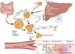 Elevated Remnant Cholesterol tied to increased ASCVD events in Individuals With Diabetes: Study