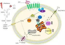 Rapamycin enhances whole gland homeostasis and alleviates irradiation-induced parotid injury: Study