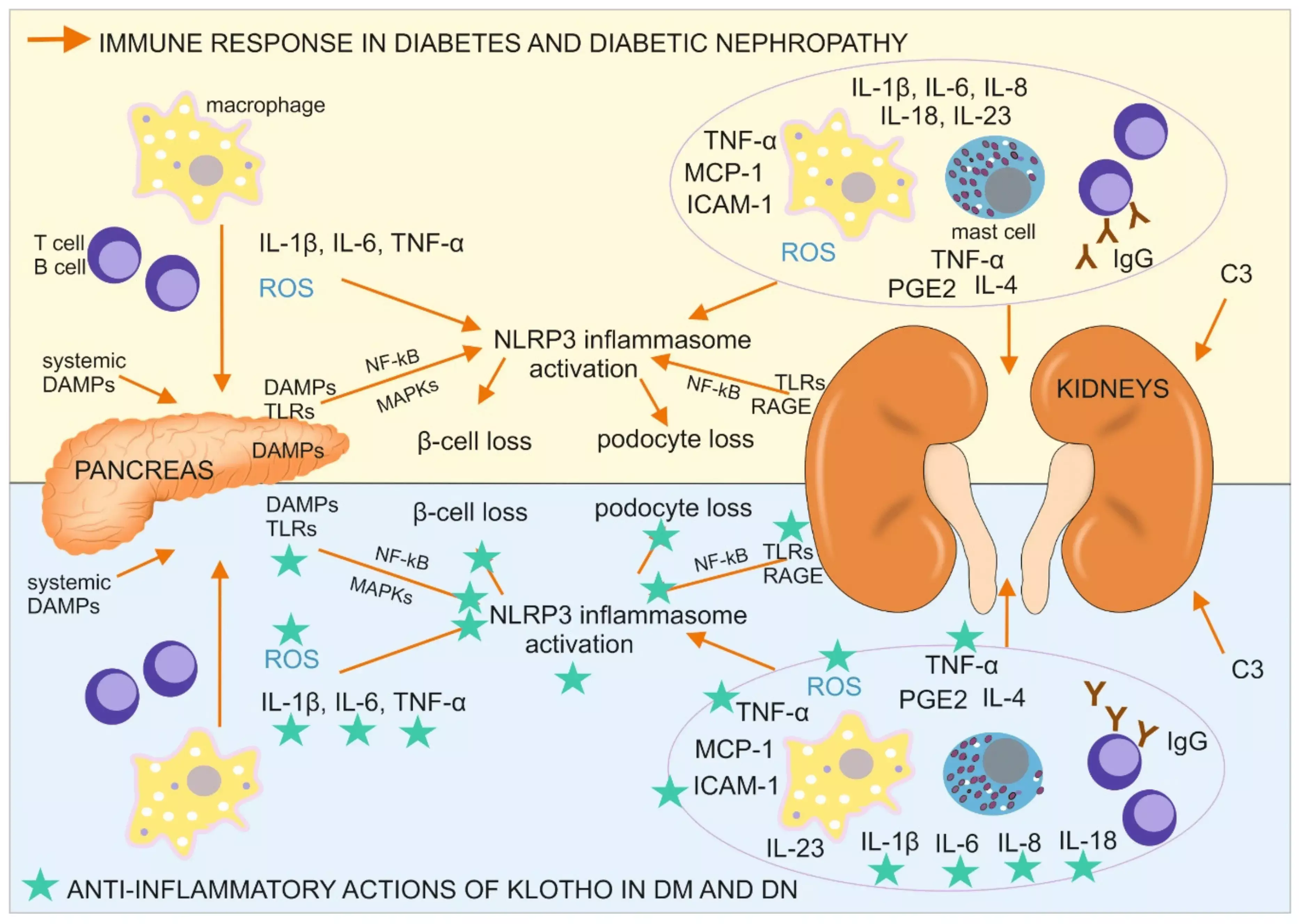 High serum klotho level associated with decreased risk of albuminuria  in non diabetics, reveals research