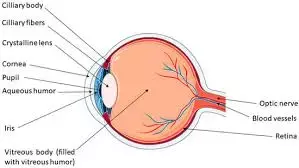 Post-silicone oil filling Ocular hypertension may change anterior segment anatomy and aqueous humor flow dynamics: Study