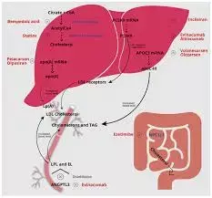 Lerodalcibep Matches Evolocumab in LDL-C Reduction for HoFH: Lancet