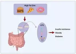 High intake of dietary saturated fats and  triglycerides linked to poorer memory performance: Study