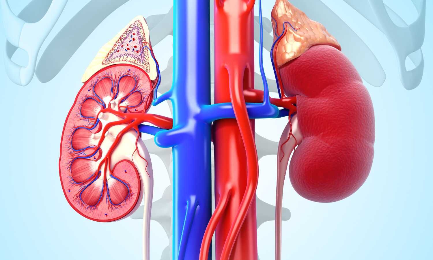 Low Fischer's Ratio Associated with Increased Mortality in Chronic Kidney Disease: Study