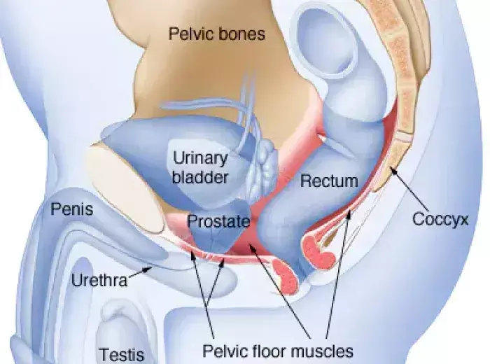 Exercise Effective Intervention for improving Sexual dysfunction in Prostate Cancer Patients: JAMA