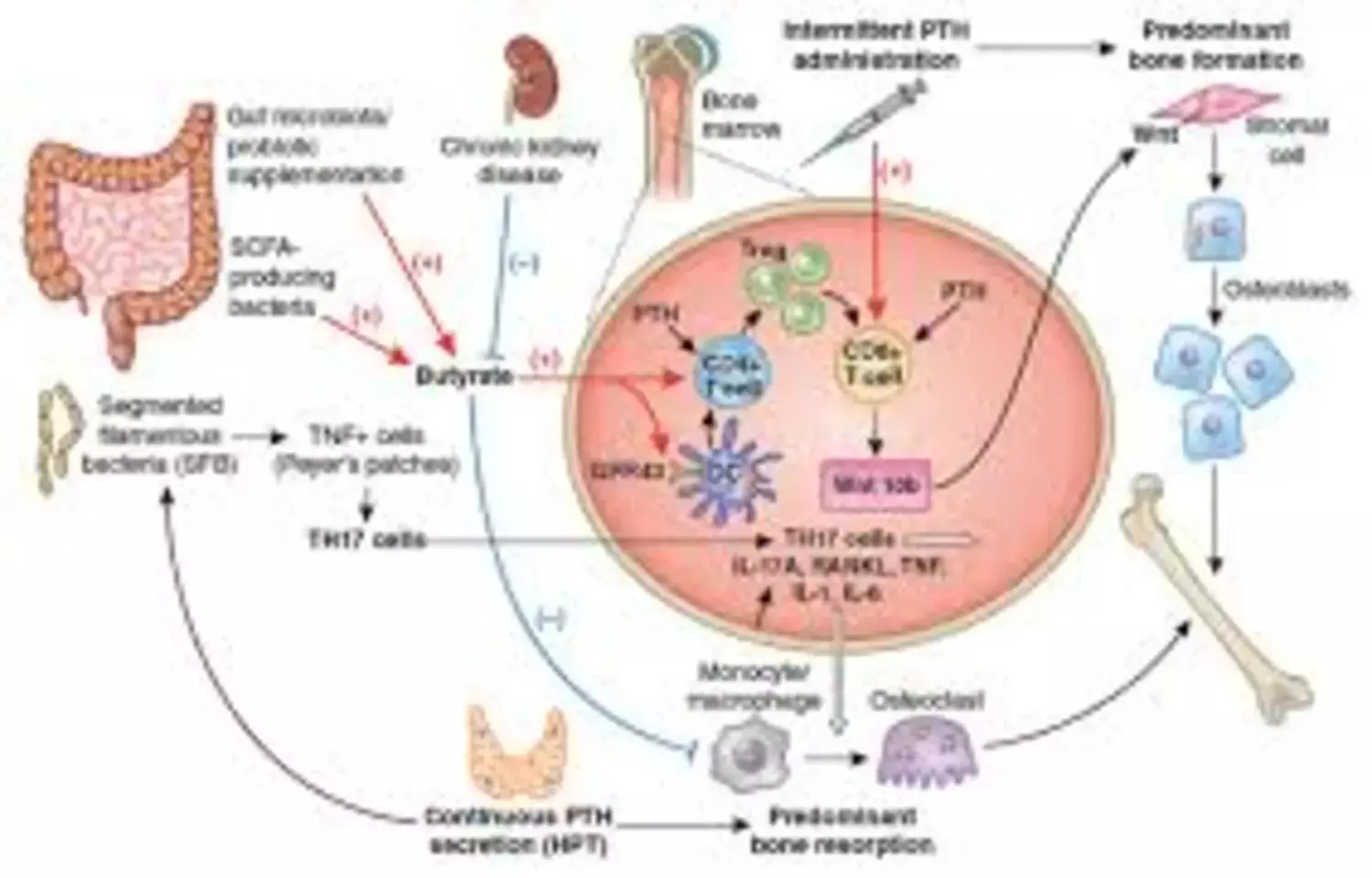 Paricalcitol vs Calcitriol:  Paricalcitol linked to stronger and faster PTH Control, reveals study