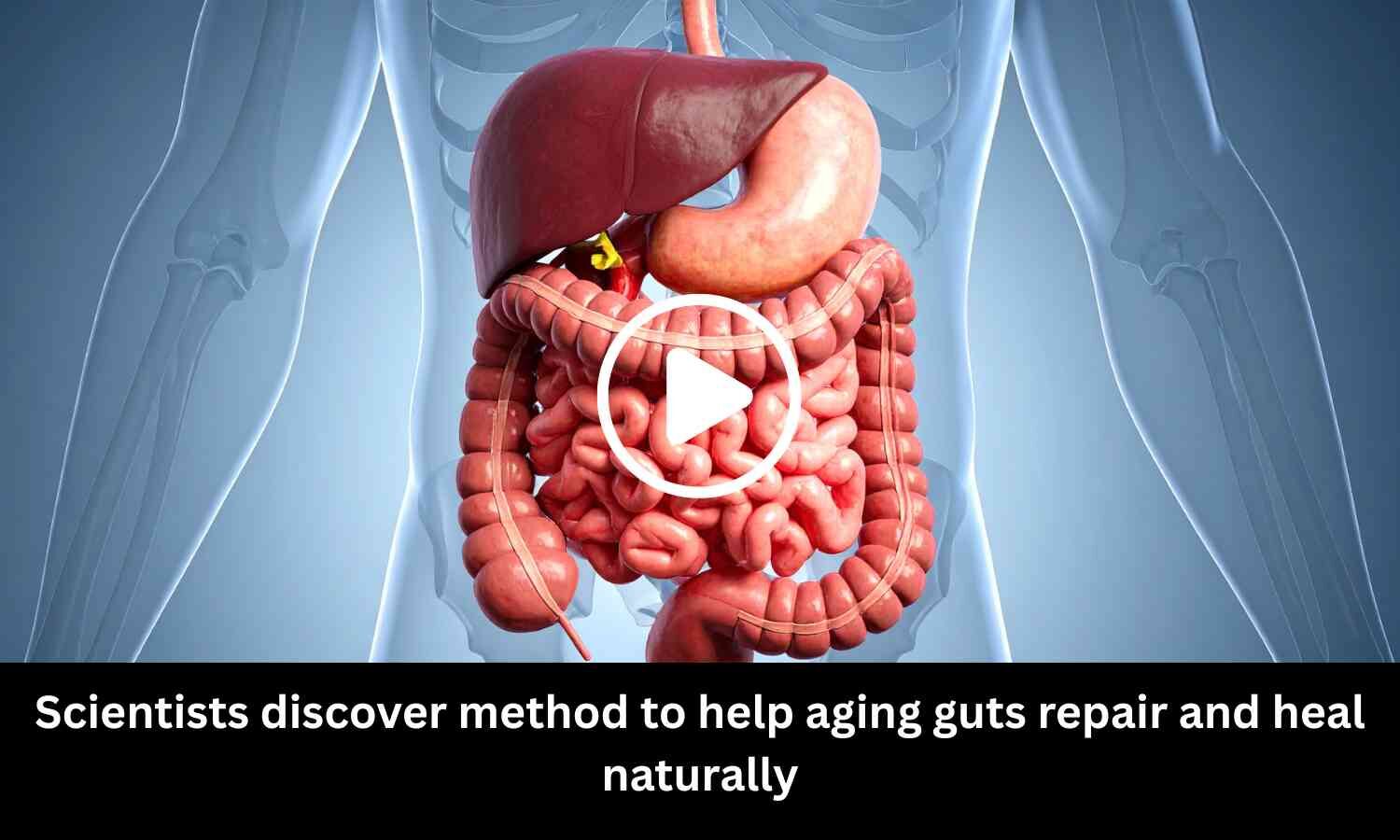Scientists discover method to help aging guts repair and heal naturally