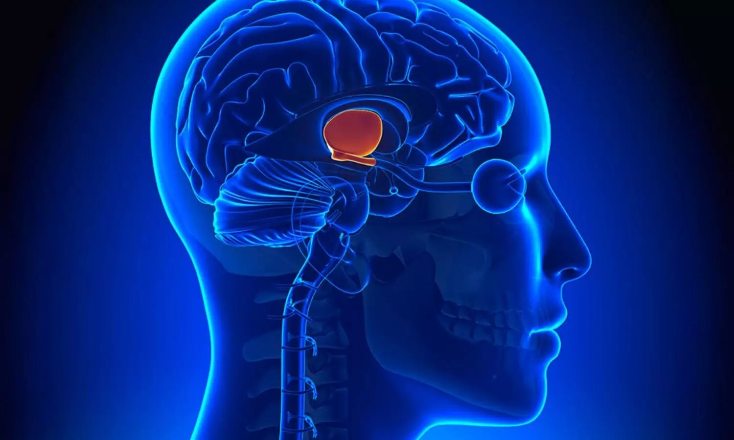 Functional Hypothalamic Amenorrhea Linked to Higher Coronary Heart Disease Risk: Study Functional Hypothalamic Amenorrhea Linked to Higher Coronary Heart Disease Risk: Study