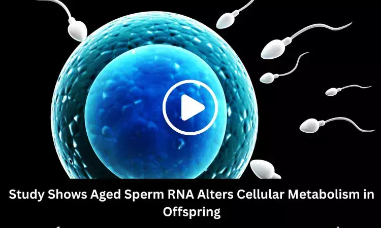 Study Shows Aged Sperm RNA Alters Cellular Metabolism in Offspring