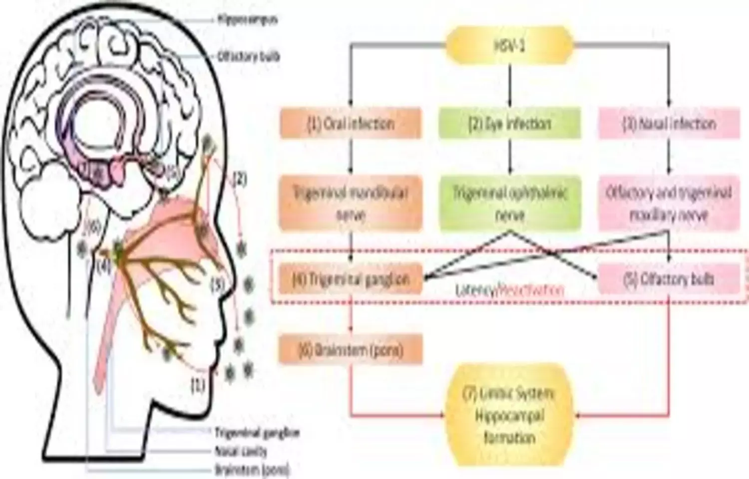 Cognitive Worsening and Absence of Benefit in HSV-Seropositive Early Alzheimer Disease: JAMA Cognitive Worsening and Absence of Benefit in HSV-Seropositive Early Alzheimer Disease: JAMA