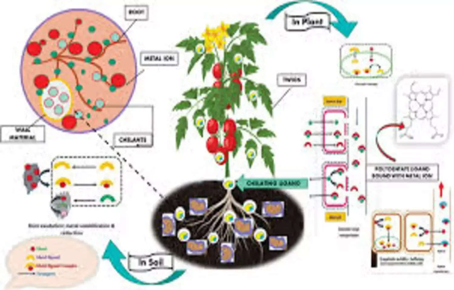 Multiple Chelation Irrigation Methods Show Comparable Antibacterial Effectiveness: Study