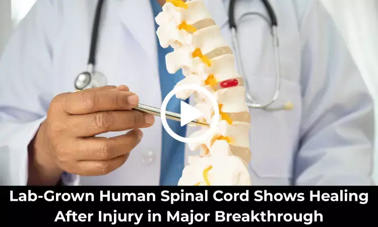 Lab-Grown Human Spinal Cord Shows Healing After Injury in Major Breakthrough: Study