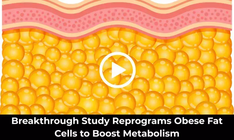 Breakthrough Study Reprograms Obese Fat Cells to Boost Metabolism