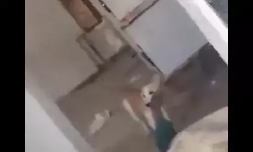 Body Mauled by Dogs at Jadcherla Hospital Mortuary