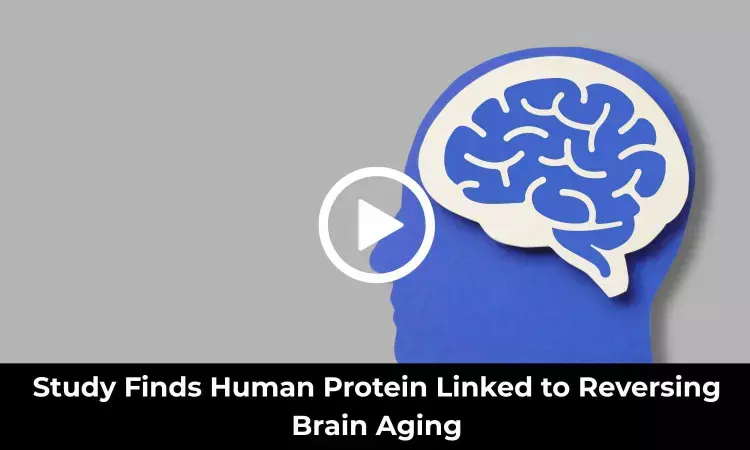 Study Finds Human Protein Linked to Reversing Brain Aging