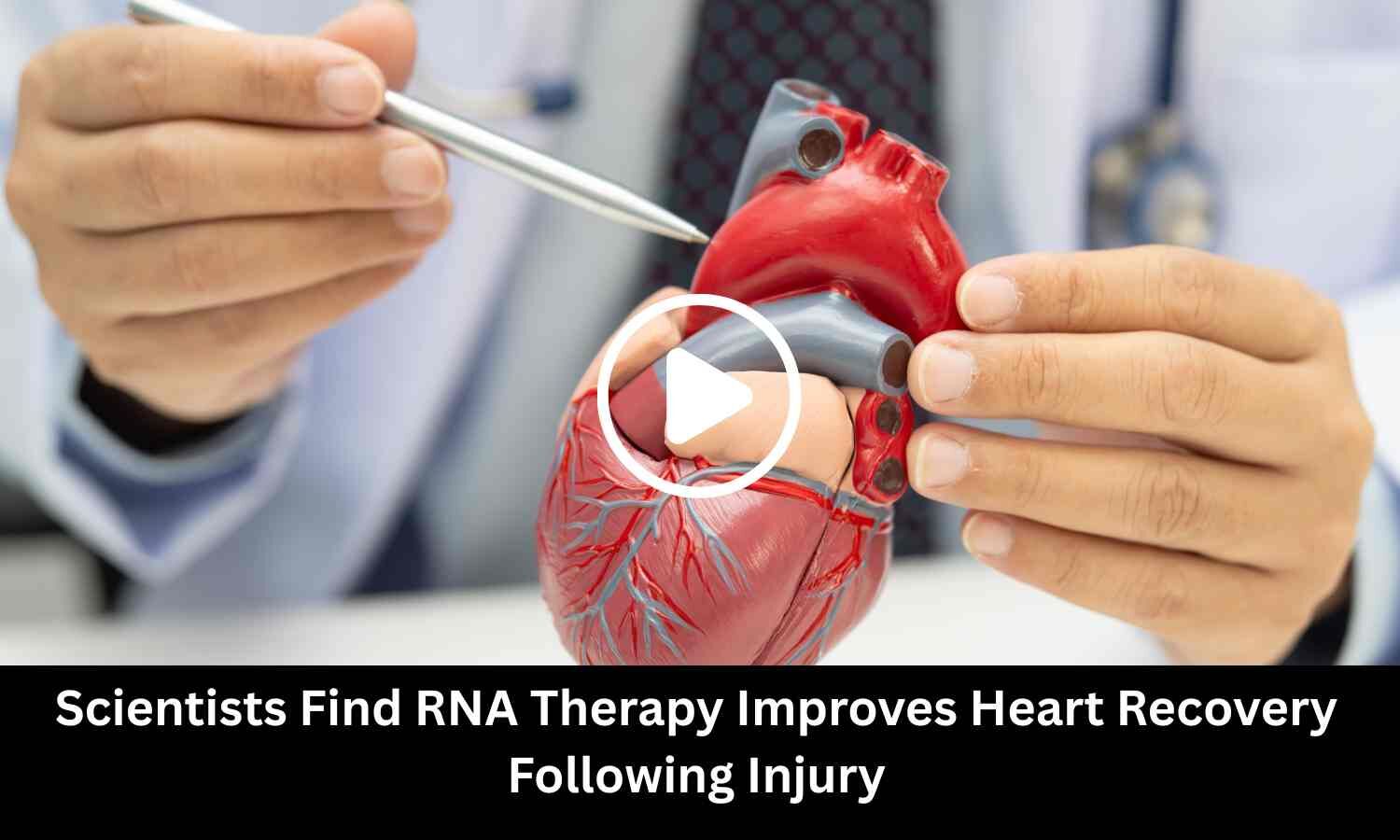 Scientists Find RNA Therapy Improves Heart Recovery Following Injury