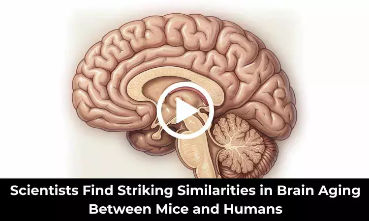 New Study Reveals Shared Brain Aging Patterns in Mice and Humans