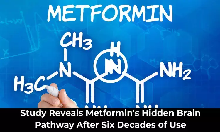 New Study Reveals Brain Pathway in Metformin’s Glucose-Lowering Effect
