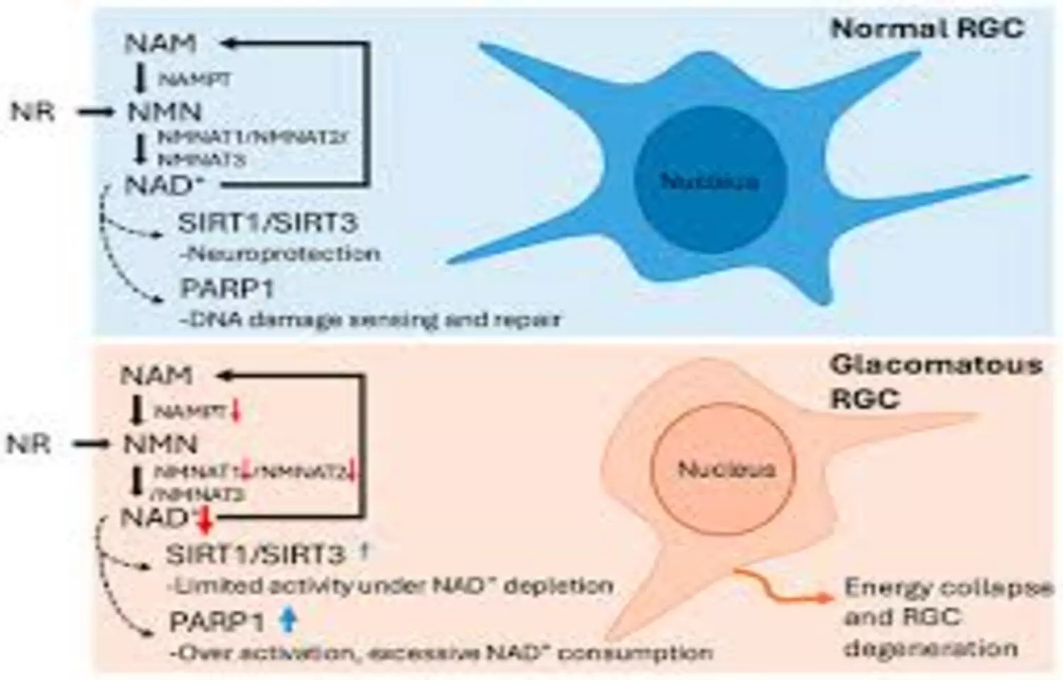 Oral Nicotinamide mononucleotide safe and may mitigate age related changes in retina: Study Oral Nicotinamide mononucleotide safe and may mitigate age related changes in retina: Study