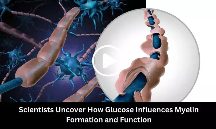 Scientists Uncover How Glucose Influences Myelin Formation and Function