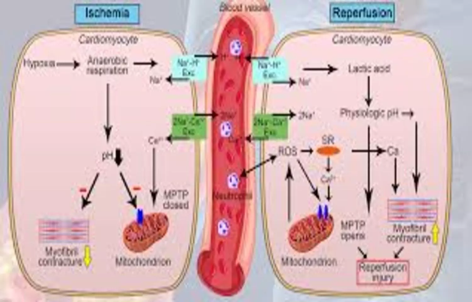 Glucose Potassium ratio may serve as Diagnostic Biomarker in Testicular Ischaemia,: Study