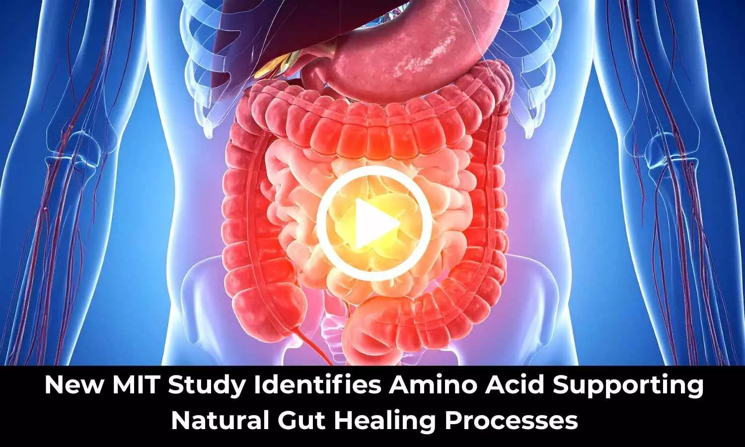 New MIT Study Identifies Amino Acid Supporting Natural Gut Healing Processes