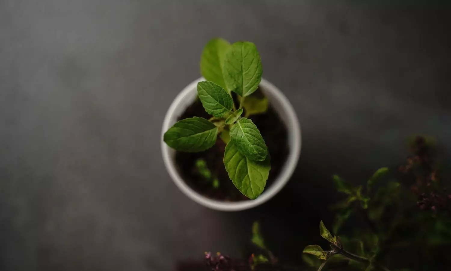 Herbal Green Drive Herbal Green Drive