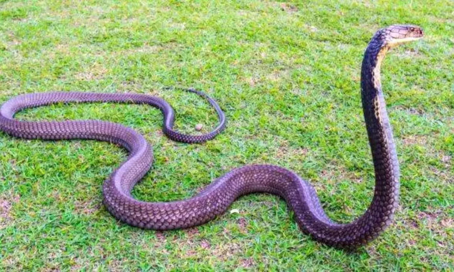 Toddler Dies of Snakebite, Family Accuses Hospital of Delaying Treatment. Toddler Dies of Snakebite, Family Accuses Hospital of Delaying Treatment.