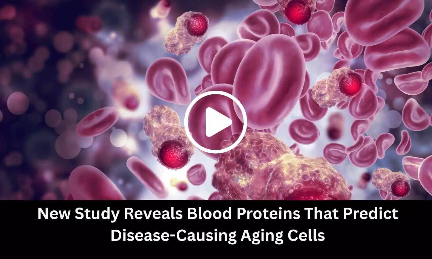 New Study Reveals Blood Proteins That Predict Disease-Causing Aging Cells New Study Reveals Blood Proteins That Predict Disease-Causing Aging Cells
