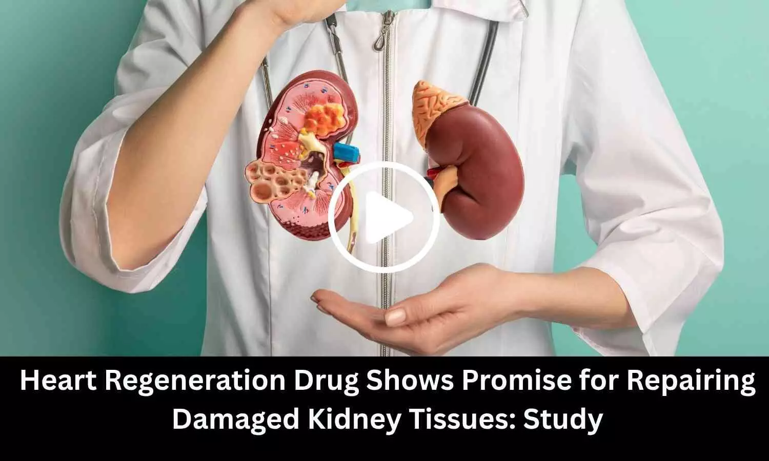 Heart Regeneration Drug Shows Promise for Repairing Damaged Kidney Tissues: Study Heart Regeneration Drug Shows Promise for Repairing Damaged Kidney Tissues: Study