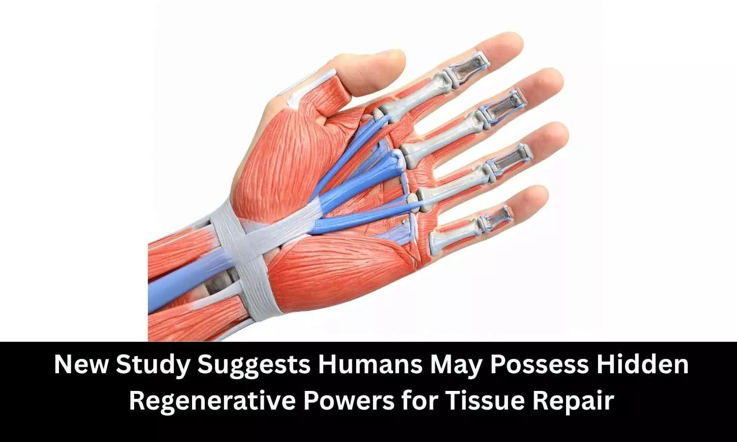 New Study Suggests Humans May Possess Hidden Regenerative Powers for Tissue Repair