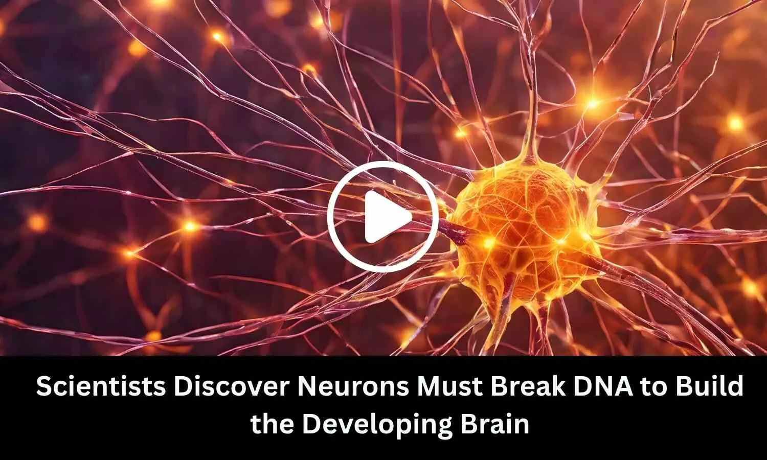 Scientists Discover Neurons Must Break DNA to Build the Developing Brain
