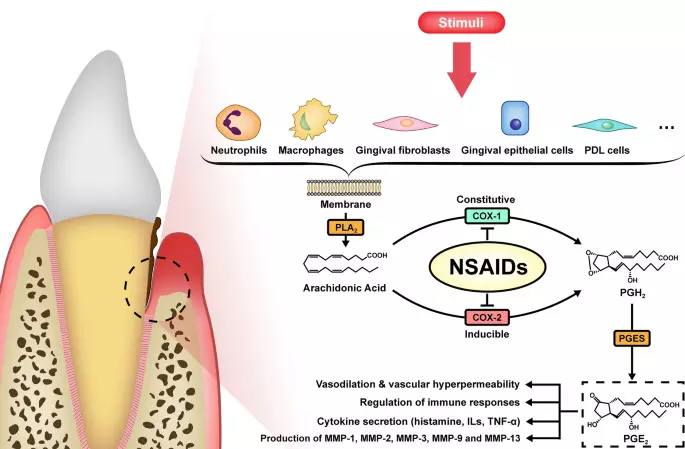 Long-Term Vegetarian Diet Linked to Changes in Dentin Properties: Study