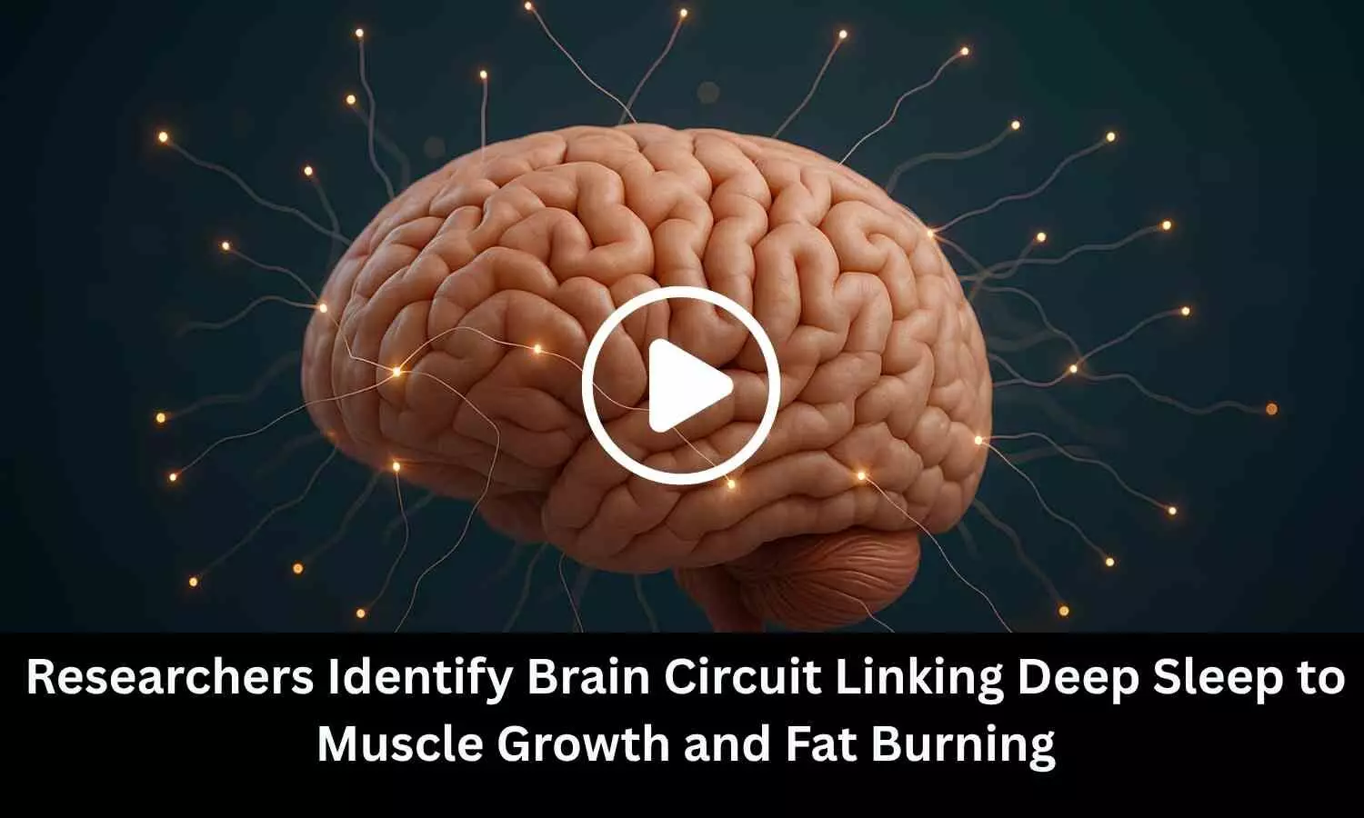 Researchers Identify Brain Circuit Linking Deep Sleep to Muscle Growth and Fat Burning