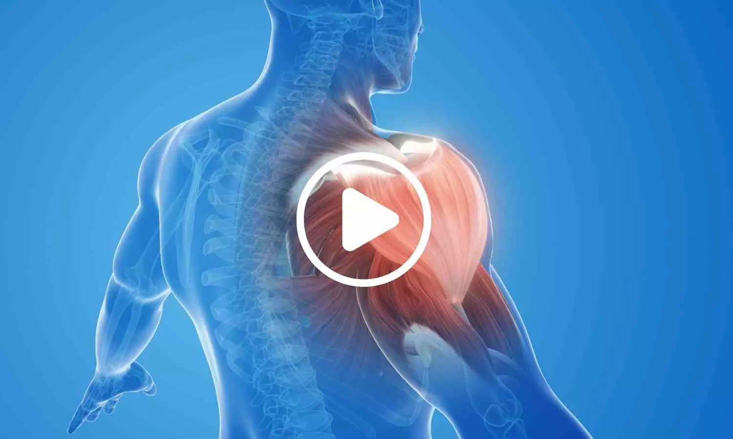 Study Identifies Compound That Could Improve Muscle Regeneration in Older Adults