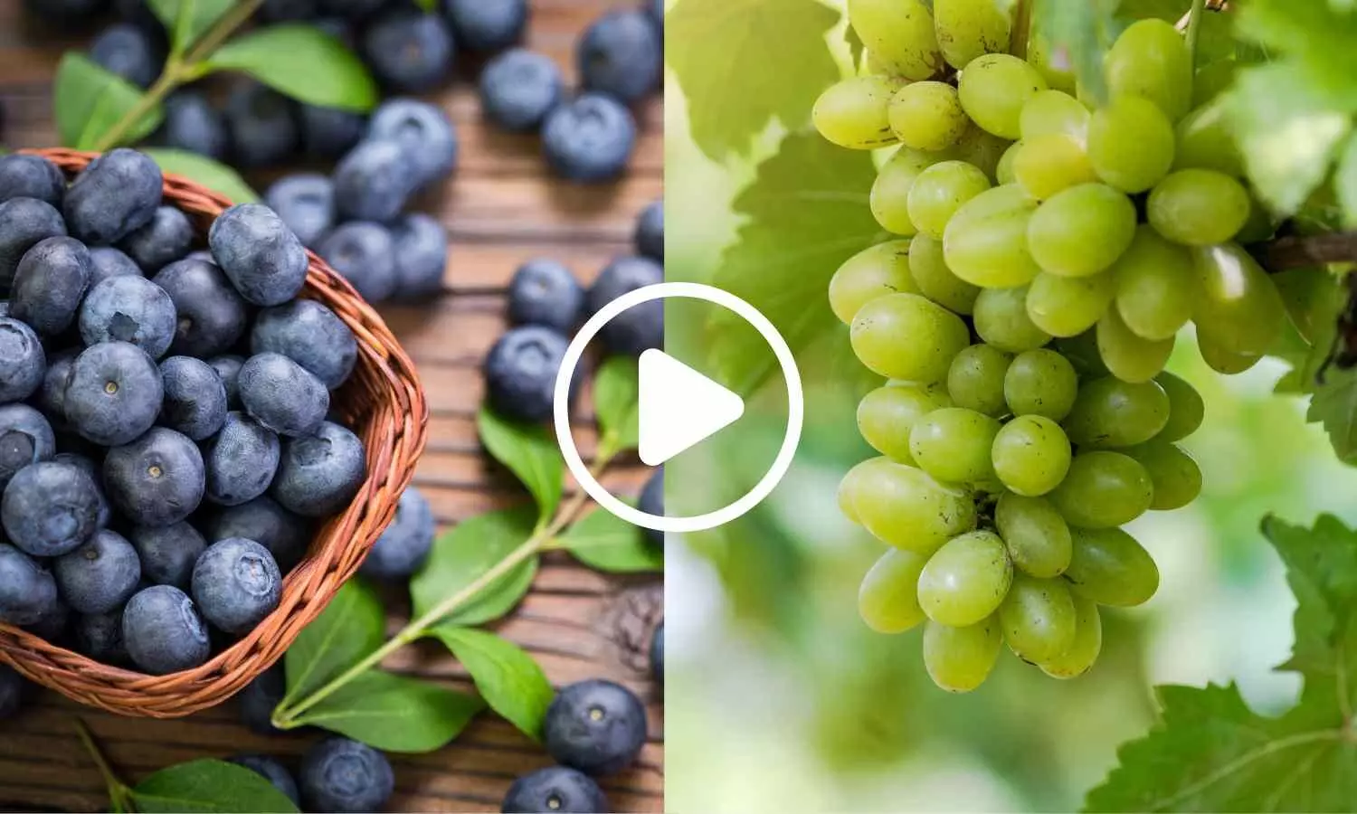 New Review Links Blueberry and Grape Polyphenols to Improved Vascular Function