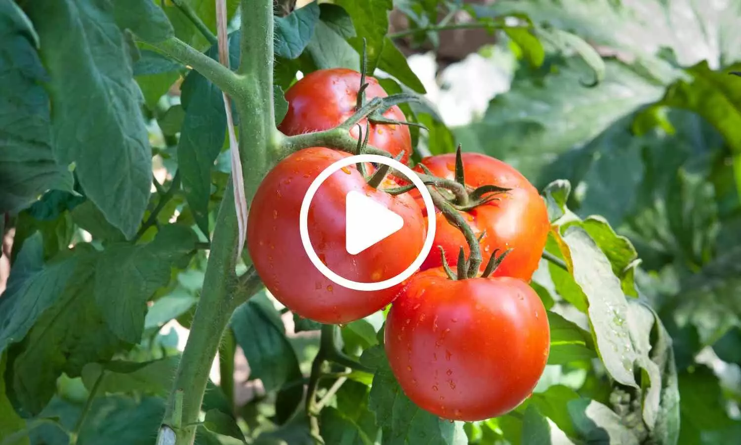 Study Links Daily Tomato Consumption to Lower Liver Fat Marker in MASLD