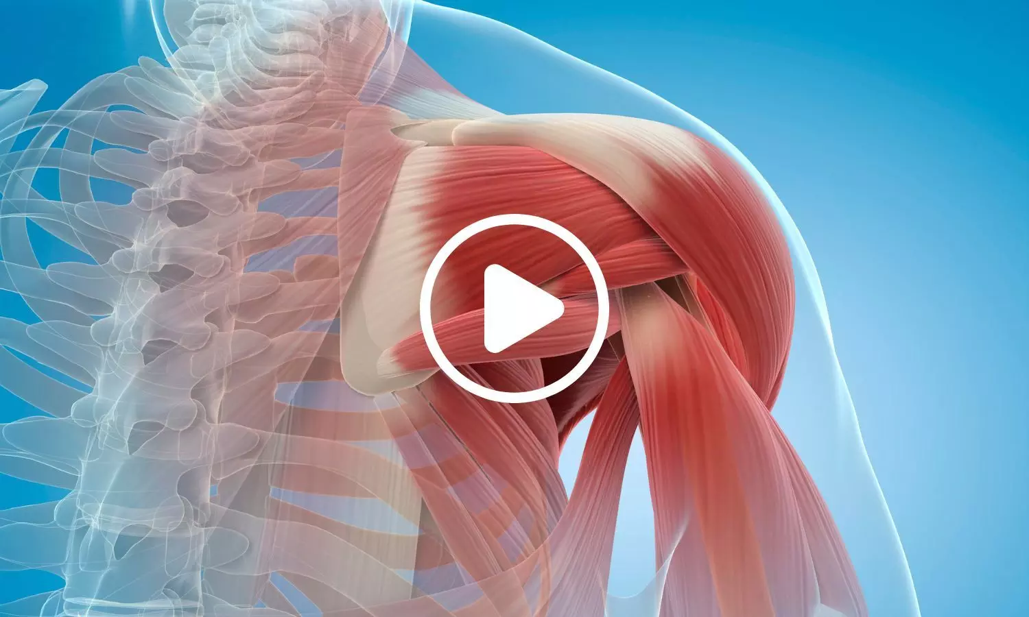 Study Reveals Mechanism Behind Age-Related Muscle Weakness