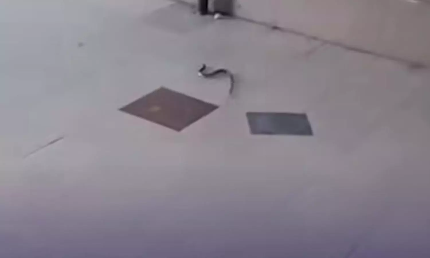 Snake spotted near OPD window at Indore Govt Hospital, video goes viral