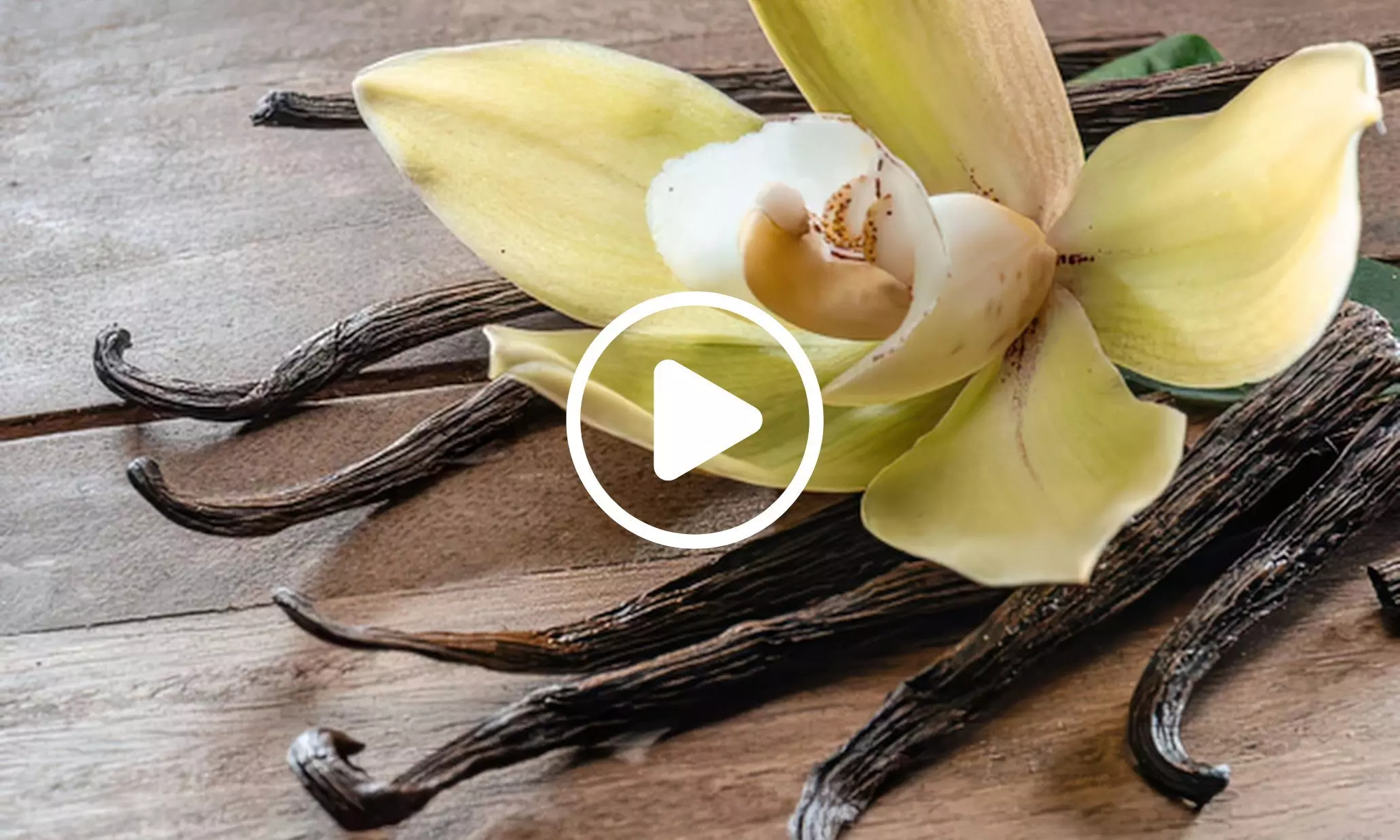 New Research Reveals the Potential Therapeutic Properties of Vanilla