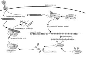 Modification of human immune cells achieved by Scientists