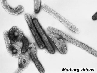 Antibody solutions found to neutralize Marburg virus