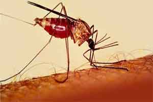 Malaria prone areas reduced to 63 from 132 in 2018: MoS Health informs Parliament